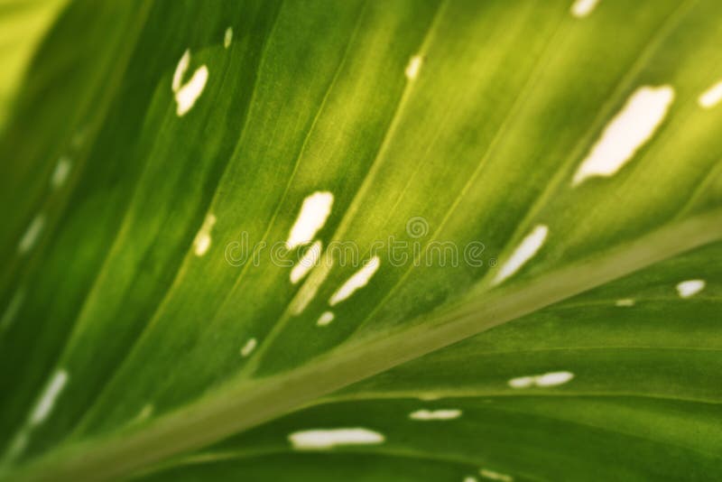 Caratteristiche delle foglie, verde chiaro con i punti molto attentamente fotografie stock libere da diritti Caratteristiche delle foglie, verde chiaro con i punti molto attentamente fotografie stock libere da diritti