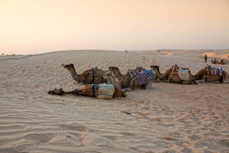 Caravan dei cammelli nel deserto di Sahara. fotografia stock libera da diritti Caravan dei cammelli nel deserto di Sahara. fotografia stock libera da diritti