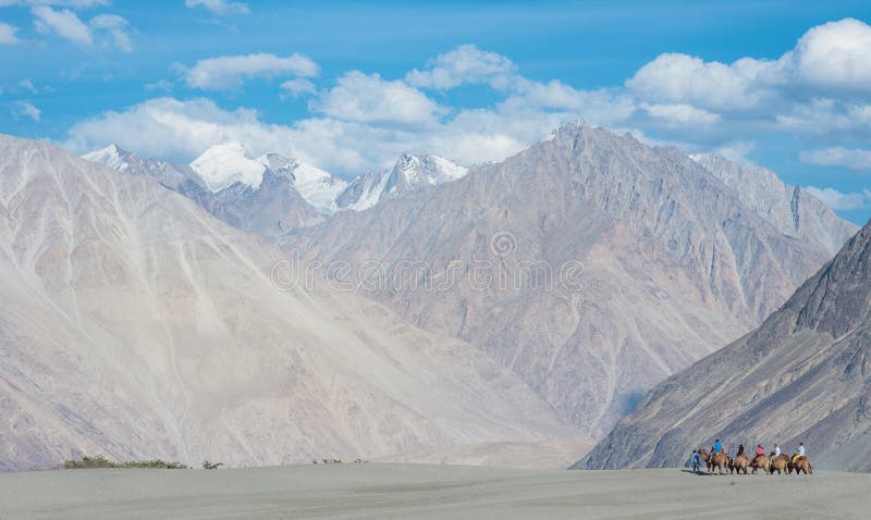 Caravan travellers riding camels in Nubra Valley royalty free stock image Caravan travellers riding camels in Nubra Valley royalty free stock image