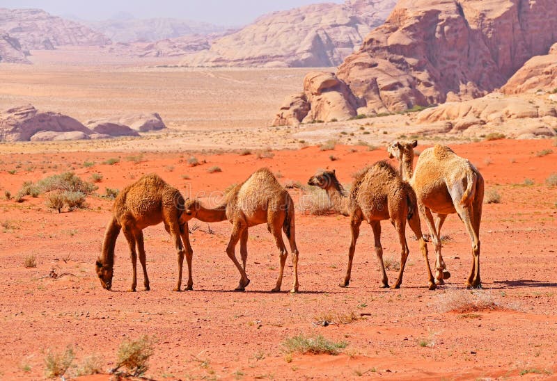 Resultado de imagen de Caravana de camellos en Jordania.