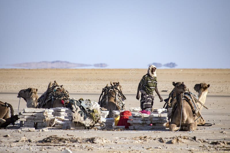 Caravans transporting salt blocks from Lake Assale