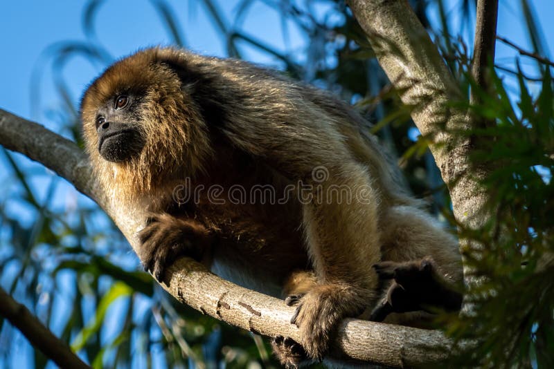 Mono Carayá, a native of South America. in the wild and natural state Stock  Photo - Alamy