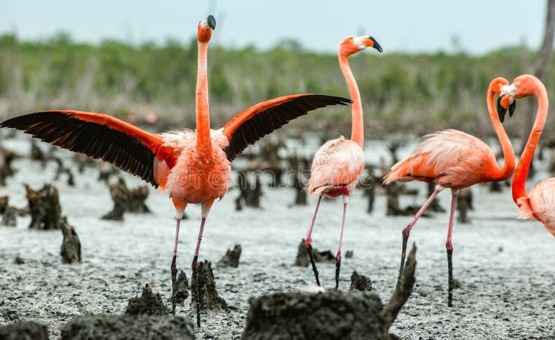 Caraïbische flamingo's Phoenicopterus ruber ruber royalty-vrije stock foto's Caraïbische flamingo's Phoenicopterus ruber ruber royalty-vrije stock foto's
