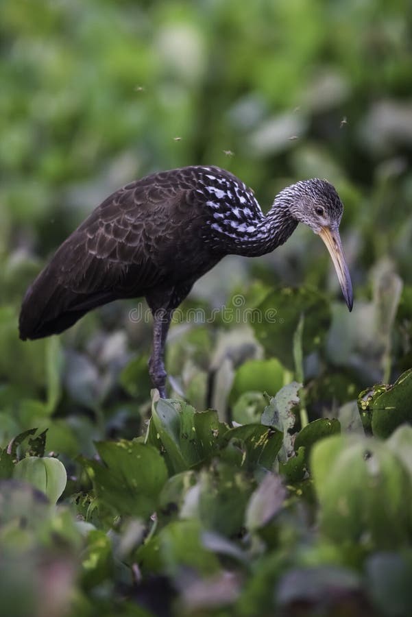 Caraú in wetland environment, Aramus guarauna, Pantanal, Mato Grosso, Brazil