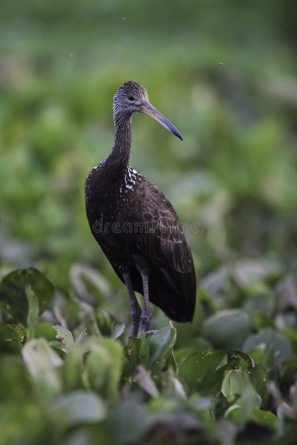 Caraú in wetland environment, Aramus guarauna, Pantanal, Mato Grosso, Brazil