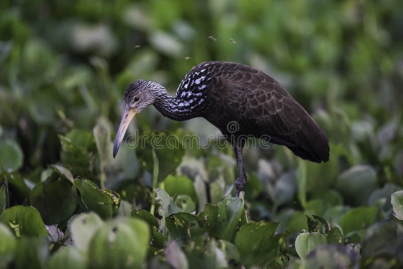 Caraú in wetland environment, Aramus guarauna, Pantanal, Mato Grosso, Brazil