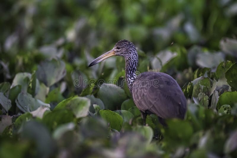 Caraú in wetland environment, Aramus guarauna, Pantanal, Mato Grosso, Brazil