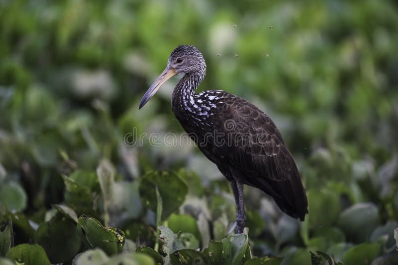 Caraú in wetland environment, Aramus guarauna, Pantanal, Mato Grosso, Brazil