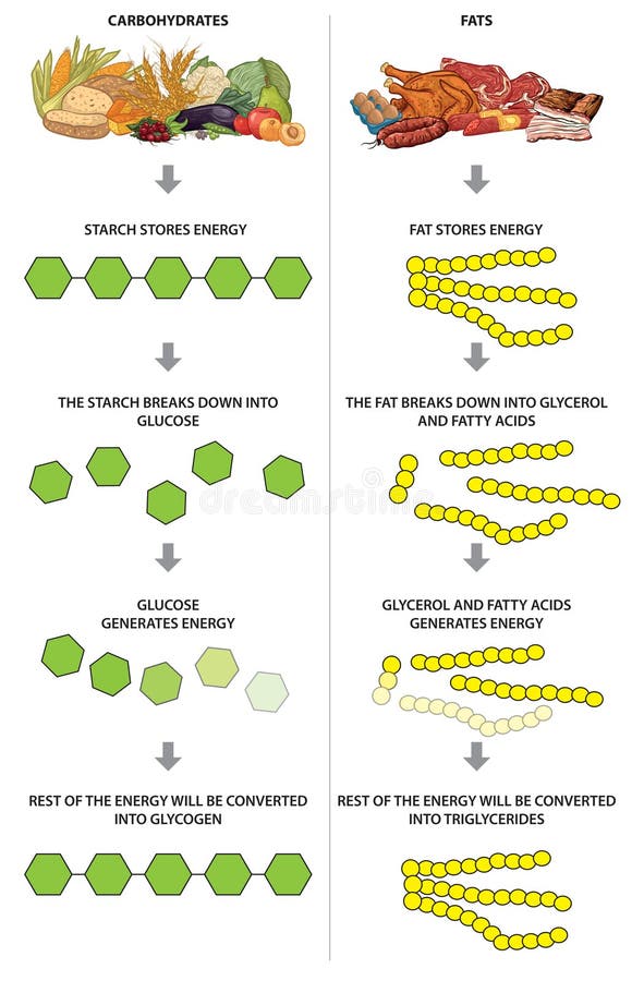 Carbohydrates and fats