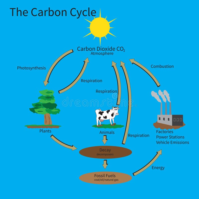 The Carbon Cycle stock vector. Illustration of dioxide - 29016821