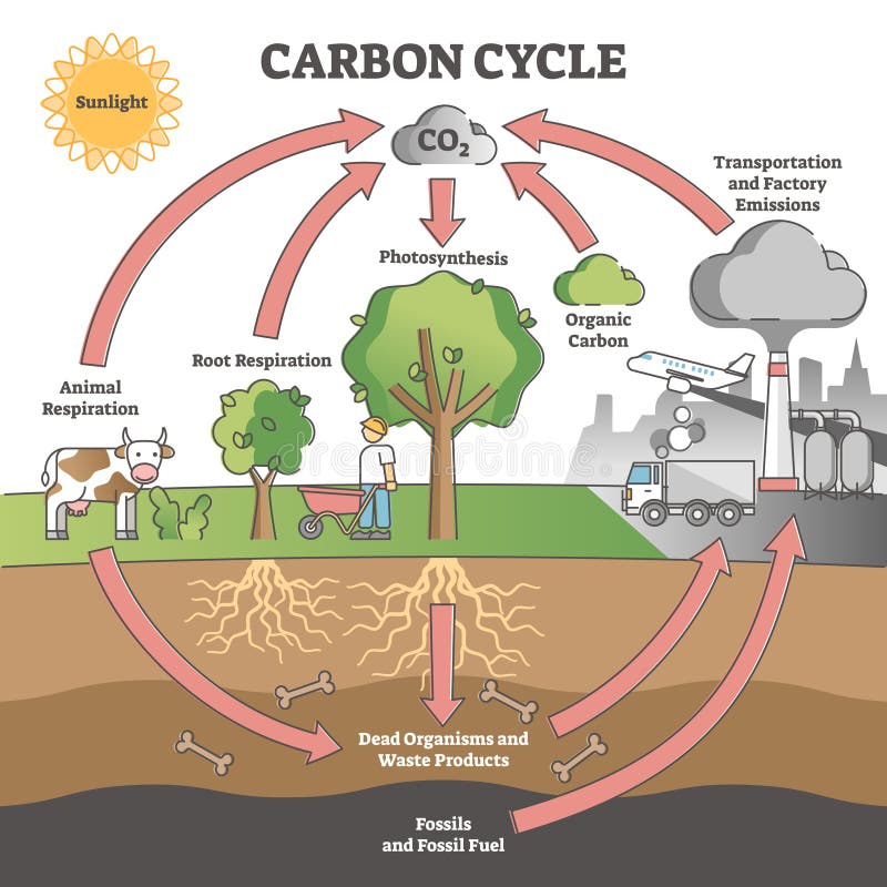 The Cycling of Carbon