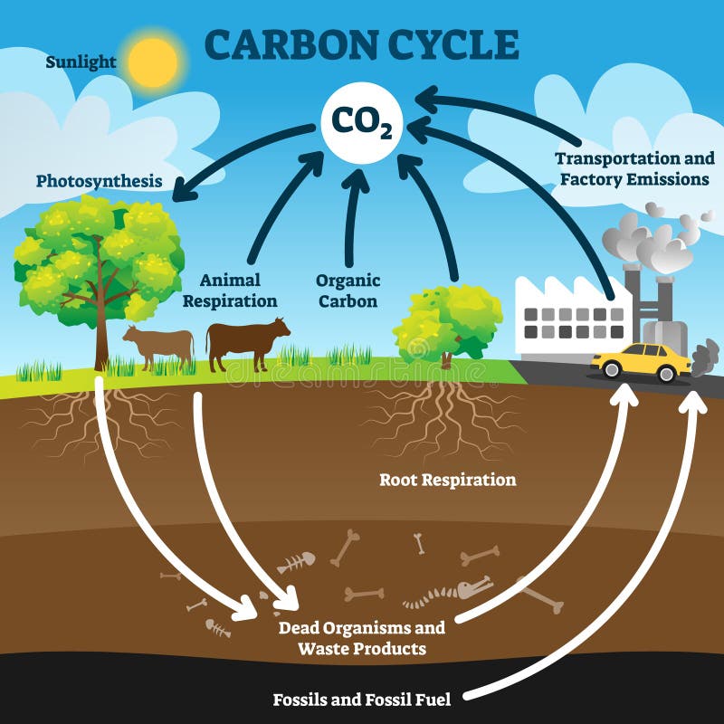 Carbonio ciclo vettore illustrazioni.