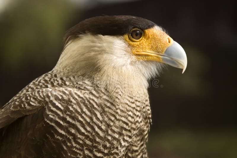 Carcara Eagle