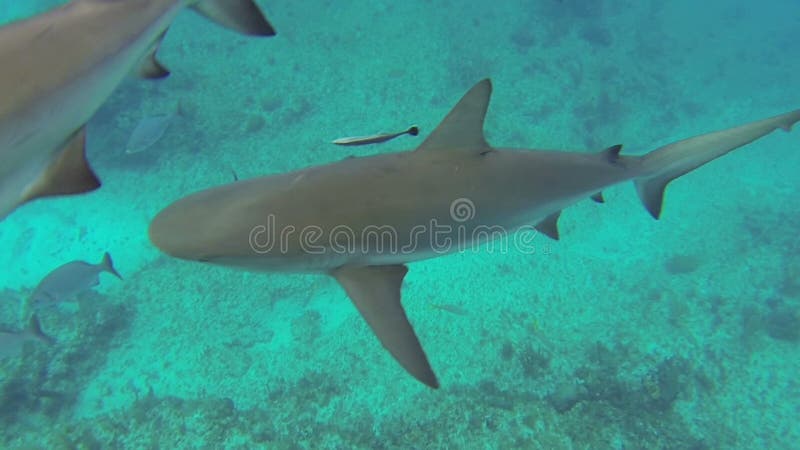 Carcharhinus perezii