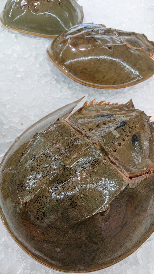 Carcinoscorpius rotundicauda on ice in market stock photography Carcinoscorpius rotundicauda on ice in market stock photography