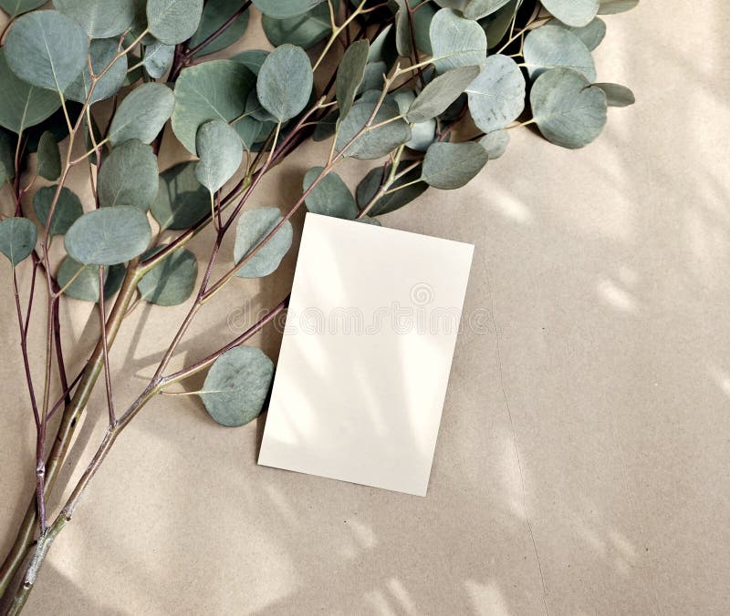 Card blank mockup eucalyptus light shadow browar bege przestrzeń kopii estetyczne organiczne projektowanie tła zdjęcia stock