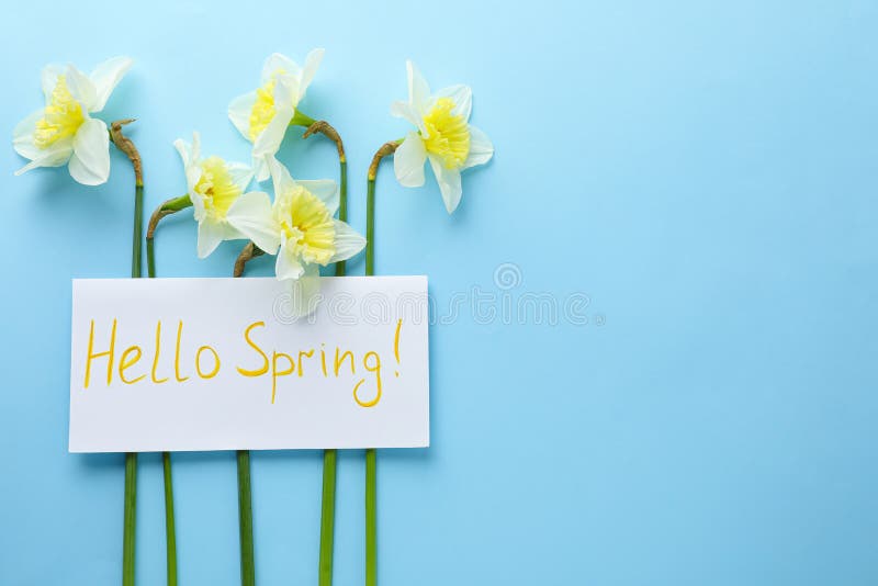 Card with words HELLO SPRING and fresh flowers on blue background, flat lay. Space for text royalty free stock images Card with words HELLO SPRING and fresh flowers on blue background, flat lay. Space for text royalty free stock images