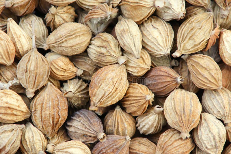 Cardamom fruits stock photo. Image of seasoning, cardamom 20947840