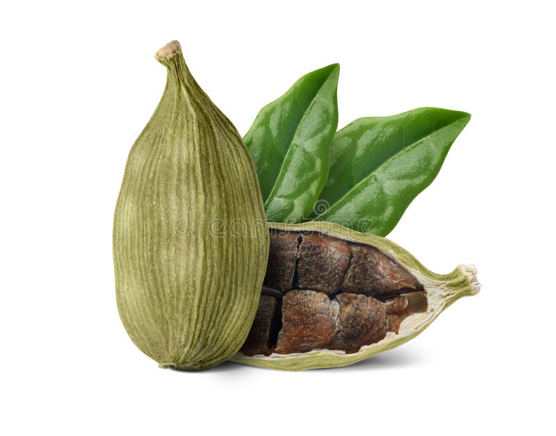 Cardamom Pods Isolated on White Background Stock Photo Image of