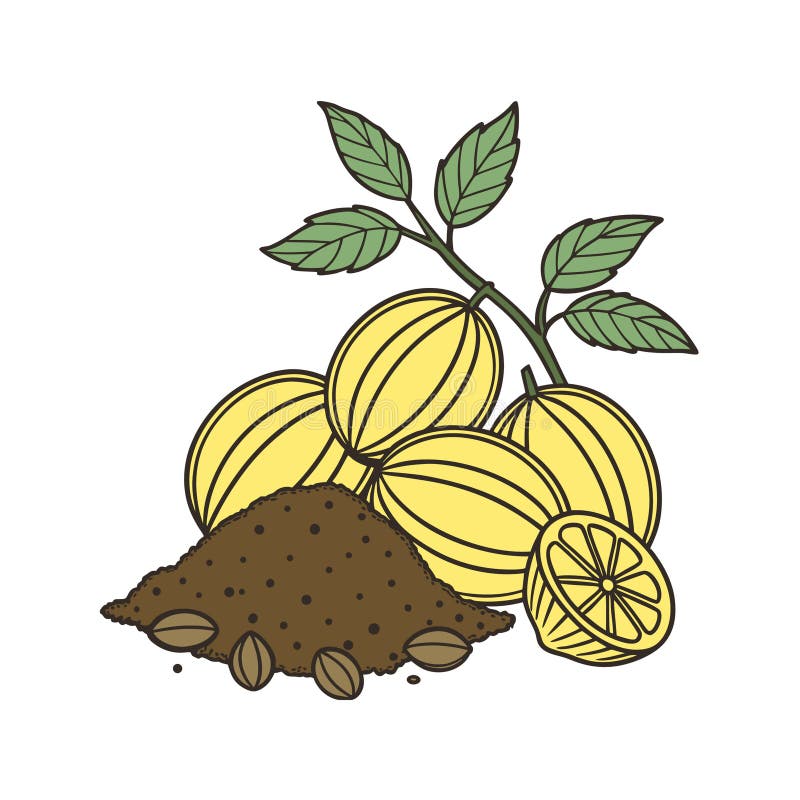 Cardamom Pods mit Pullsamen Zitronen und Zweig Illustration vektor abbildung