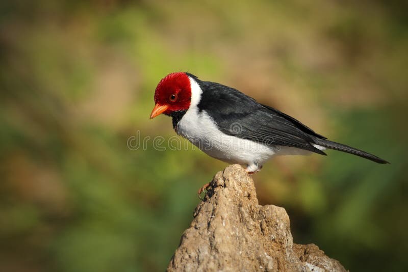 cardenal Amarillo-cargado en cuenta, capitata de Paroaria, pájaro blanco y negro de la canción con la cabeza roja, sentándose en fotos de archivo libres de regalías cardenal Amarillo-cargado en cuenta, capitata de Paroaria, pájaro blanco y negro de la canción con la cabeza roja, sentándose en fotos de archivo libres de regalías