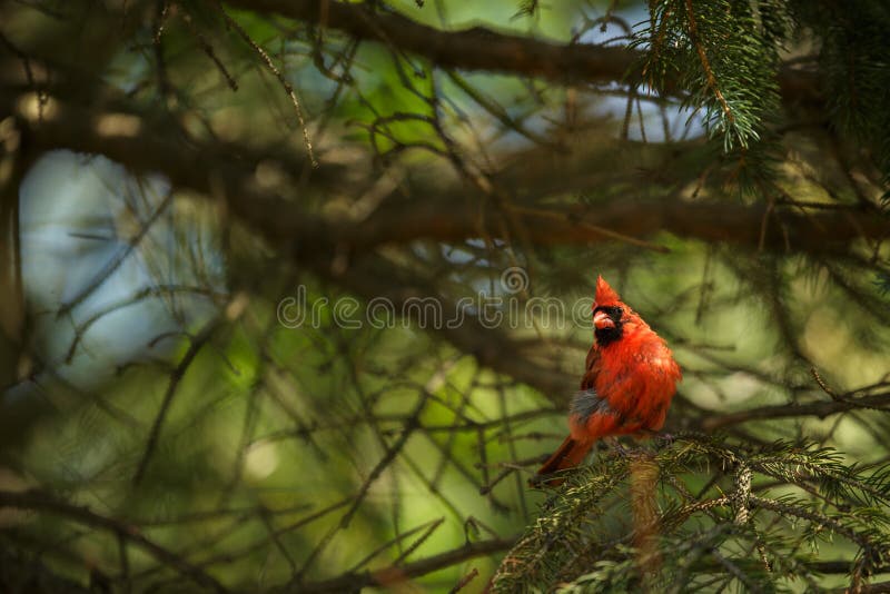 Cardenal septentrional (cardenales de Cardinalis) imágenes de archivo libres de regalías Cardenal septentrional (cardenales de Cardinalis) imágenes de archivo libres de regalías