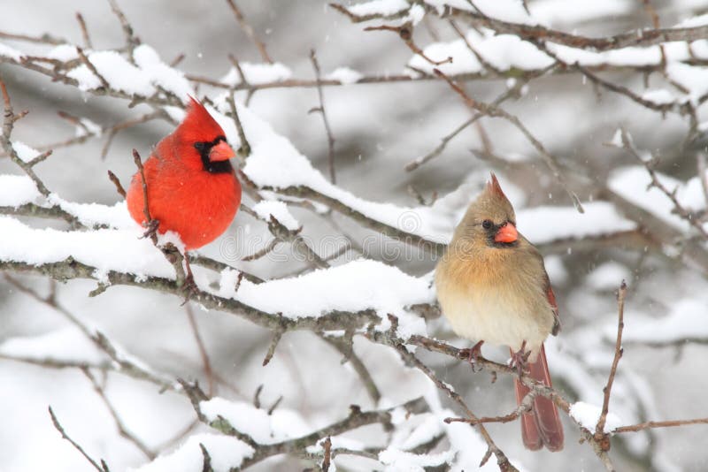 Cardenales en nieve foto de archivo libre de regalías Cardenales en nieve foto de archivo libre de regalías