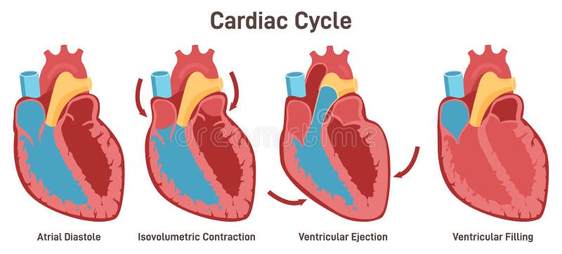 Como se hace la reanimacion cardio pulmonar