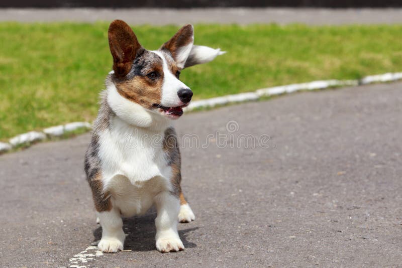 Cardigan de corgi de Gallois de race de chien images stock Cardigan de corgi de Gallois de race de chien images stock