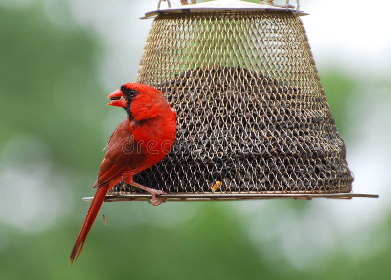 Cardinal