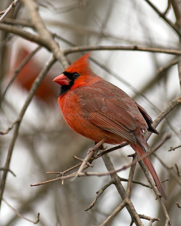 cardinal definition