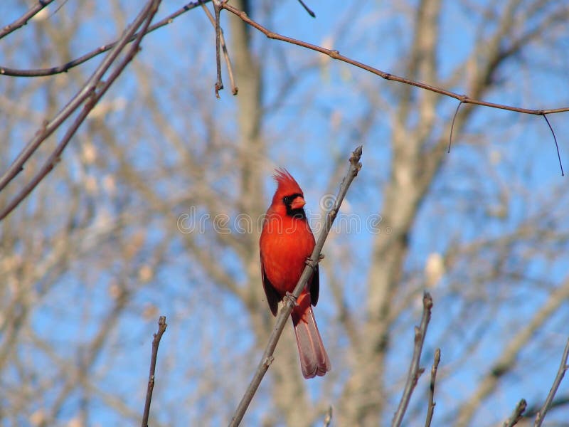 Éste es un cardenal está descansando sobre el miembro.