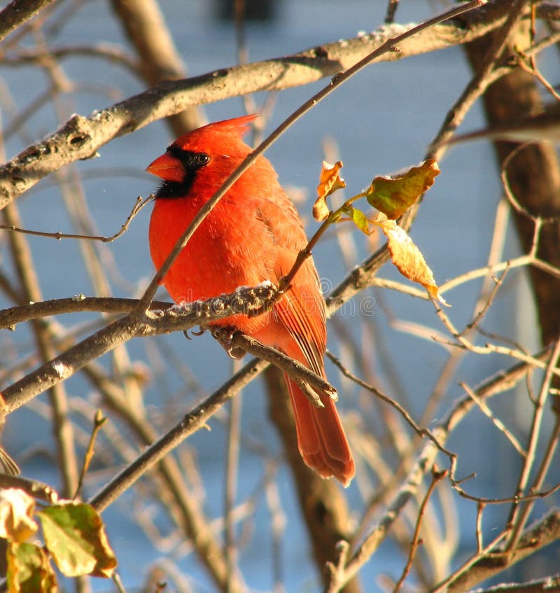 the cardinal the cardinal