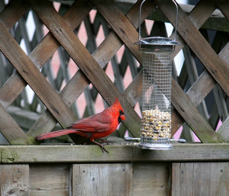 Cardinal Bird