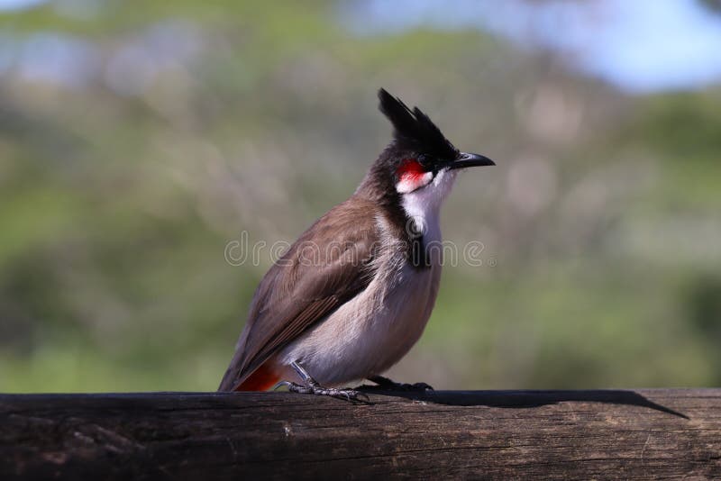 245 Birds Mauritius Stock Photos Free & RoyaltyFree Stock Photos