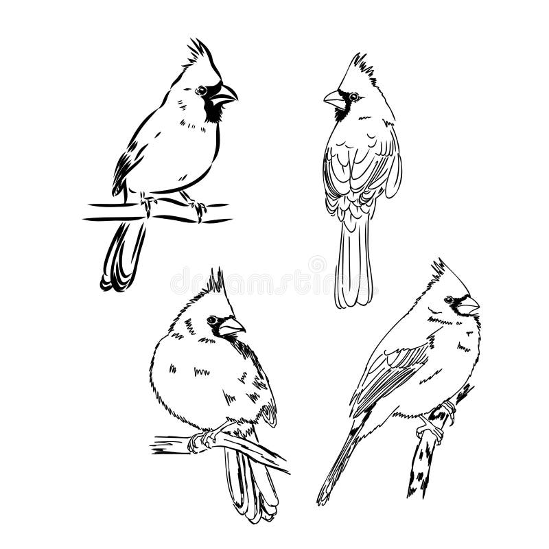 Cardinal Bird Sketch, Vector Illustration. Hand Drawn Red Cardinal Bird ...