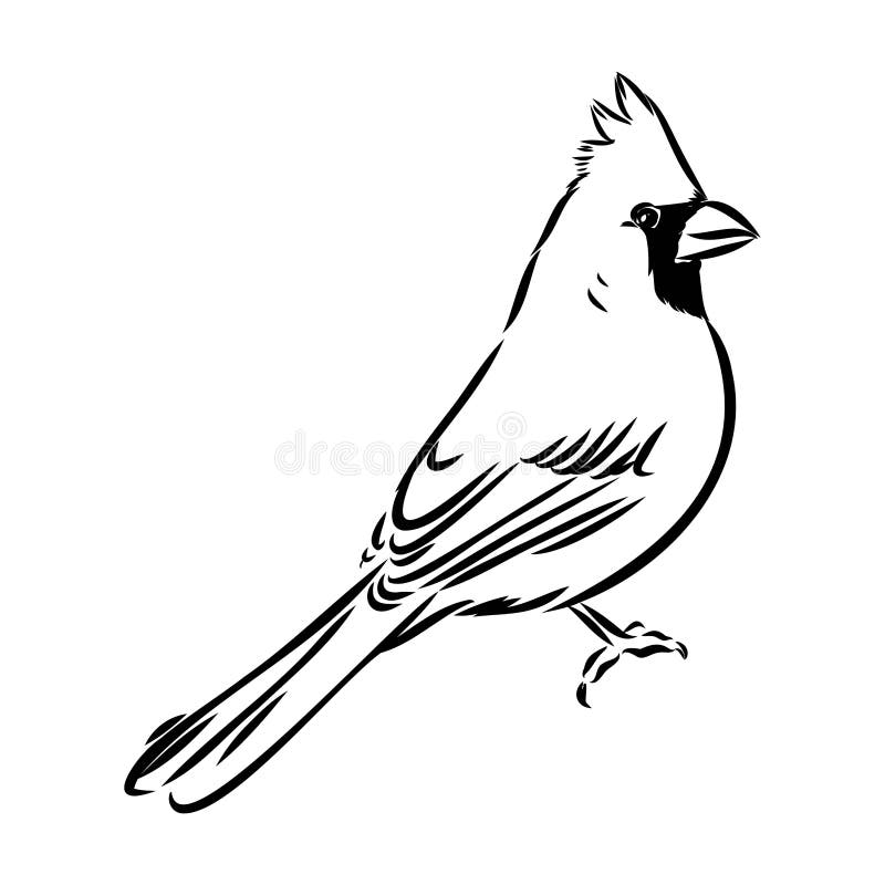 Northern Cardinal Vintage Drawing Stock Illustrations – 88 Northern