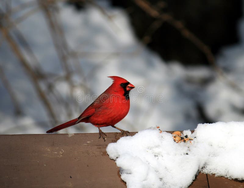 The Cardinal Bird at Winter