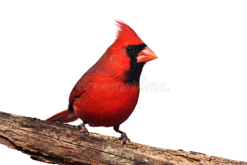Cardinal d'isolement sur un tronçon image libre de droits Cardinal d'isolement sur un tronçon image libre de droits