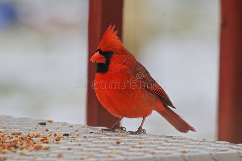 Cardinal Eating