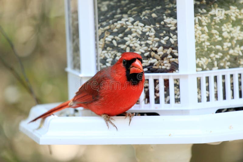 Cardinal with Food stock photo. Image of eating, feathers 73704386