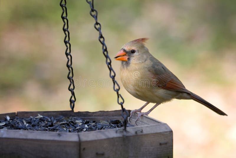 Cardinal Eating Sunflower Seed Stock Image Image of bird, back 13772509