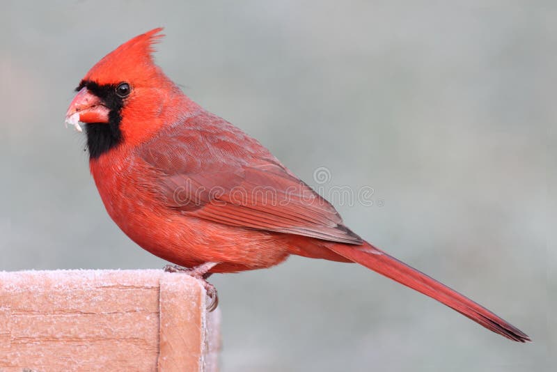 Cardinal On A Feeder