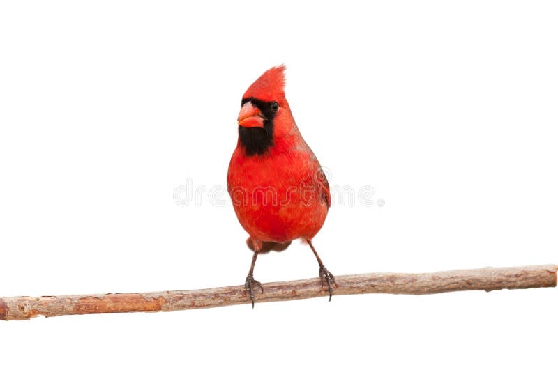 Face front view of male cardinal perched on a branch, white background. Face front view of male cardinal perched on a branch, white background