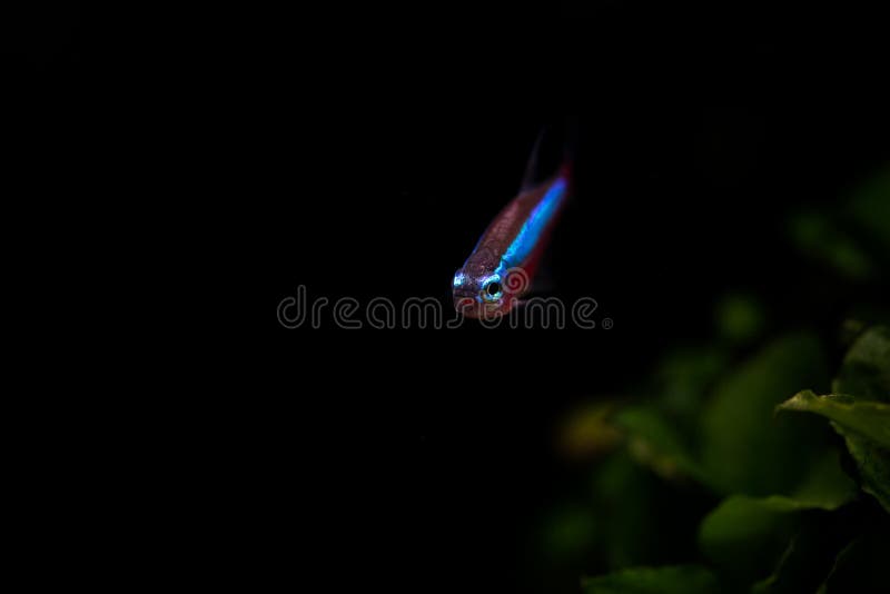 Cardinal Tetra fish coming out of underwater dark background horizontal. Extreme closeup of glowing blue and red colored fish looking at camera stock image Cardinal Tetra fish coming out of underwater dark background horizontal. Extreme closeup of glowing blue and red colored fish looking at camera stock image