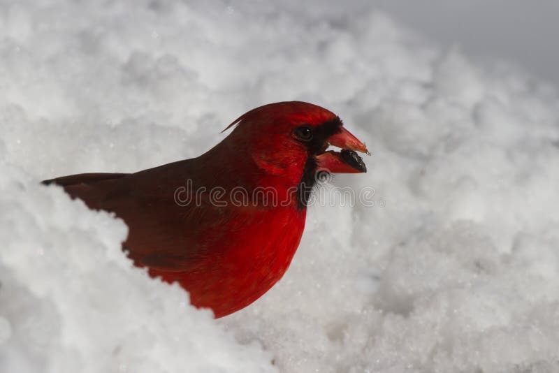 Cardinale nella neve fotografia stock Cardinale nella neve fotografia stock