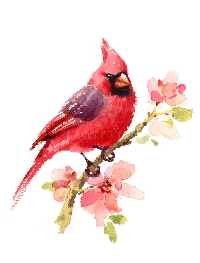 Cardinale Red Bird sul ramo con l'illustrazione dell'acquerello dei fiori dipinta a mano su fondo bianco