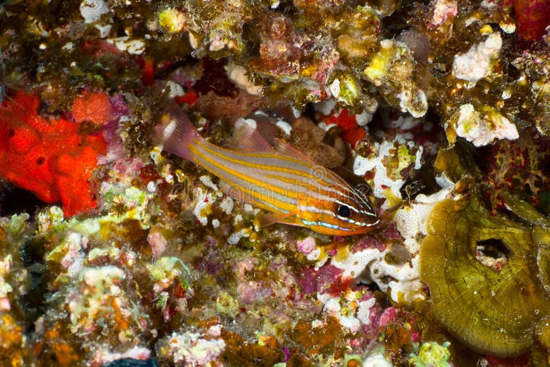 Cardinalfish de Yellowstriped foto de archivo libre de regalías Cardinalfish de Yellowstriped foto de archivo libre de regalías