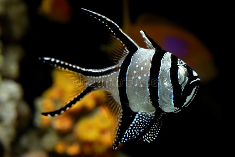 Cardinalfish di Banggai - kauderni di Pterapogon fotografia stock Cardinalfish di Banggai - kauderni di Pterapogon fotografia stock