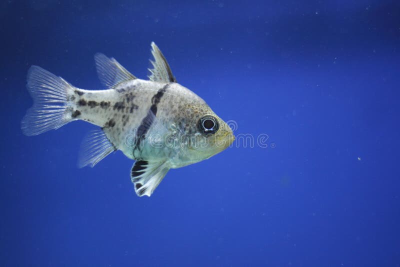 The Pajama (Pyjama) cardinalfish (Sphaeramia nematoptera) is a species of fish belonging to the Apogonidae family. It is a popular aquarium fish. The Pajama (Pyjama) cardinalfish (Sphaeramia nematoptera) is a species of fish belonging to the Apogonidae family. It is a popular aquarium fish.